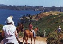 Horse Riding on Great Barrier Island
