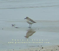 NZ Dotterel