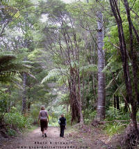 Kaiaraara Track to Hut and Mt Hirakimata (Mt Hobson)