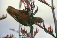 North Island Kaka