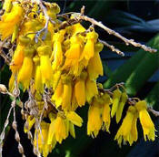 Kowhai